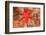 Blood Sea Star, Saint Lazerius Island, Sitka, Alaska, USA-Stuart Westmorland-Framed Photographic Print