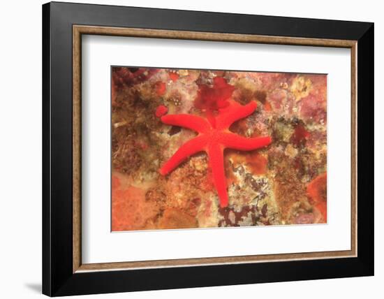 Blood Sea Star, Saint Lazerius Island, Sitka, Alaska, USA-Stuart Westmorland-Framed Photographic Print