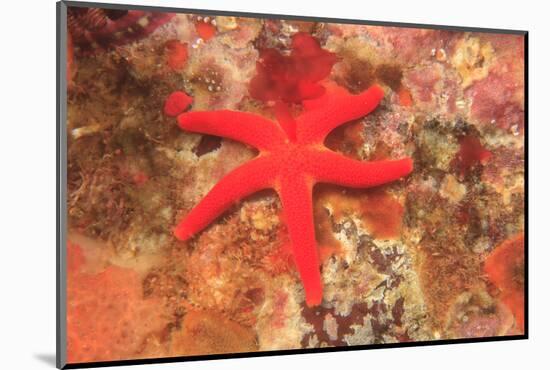 Blood Sea Star, Saint Lazerius Island, Sitka, Alaska, USA-Stuart Westmorland-Mounted Photographic Print