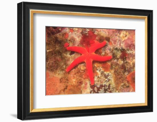 Blood Sea Star, Saint Lazerius Island, Sitka, Alaska, USA-Stuart Westmorland-Framed Photographic Print