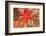 Blood Sea Star, Saint Lazerius Island, Sitka, Alaska, USA-Stuart Westmorland-Framed Photographic Print