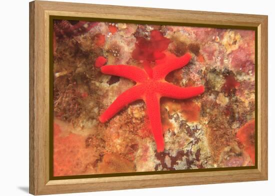 Blood Sea Star, Saint Lazerius Island, Sitka, Alaska, USA-Stuart Westmorland-Framed Premier Image Canvas