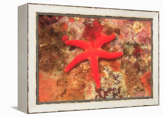 Blood Sea Star, Saint Lazerius Island, Sitka, Alaska, USA-Stuart Westmorland-Framed Premier Image Canvas