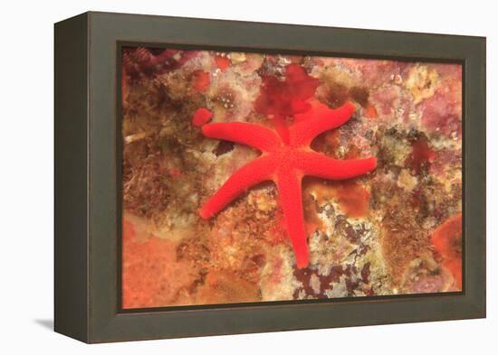 Blood Sea Star, Saint Lazerius Island, Sitka, Alaska, USA-Stuart Westmorland-Framed Premier Image Canvas