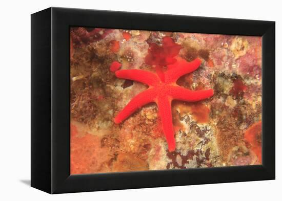 Blood Sea Star, Saint Lazerius Island, Sitka, Alaska, USA-Stuart Westmorland-Framed Premier Image Canvas