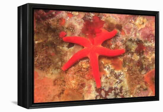 Blood Sea Star, Saint Lazerius Island, Sitka, Alaska, USA-Stuart Westmorland-Framed Premier Image Canvas