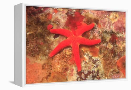 Blood Sea Star, Saint Lazerius Island, Sitka, Alaska, USA-Stuart Westmorland-Framed Premier Image Canvas