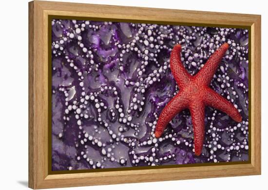 Blood Star hitching a ride on a Ochre Star-Ken Archer-Framed Premier Image Canvas