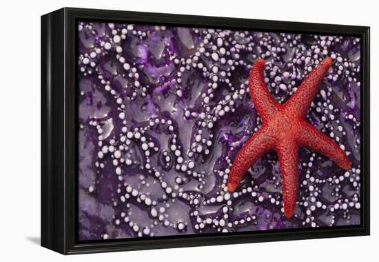 Blood Star hitching a ride on a Ochre Star-Ken Archer-Framed Premier Image Canvas