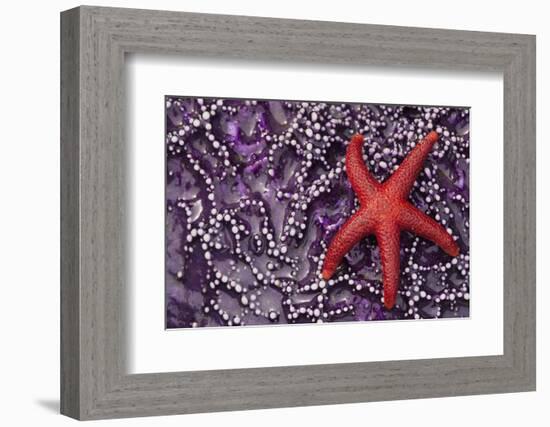 Blood Star hitching a ride on a Ochre Star-Ken Archer-Framed Photographic Print