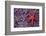 Blood Star hitching a ride on a Ochre Star-Ken Archer-Framed Photographic Print