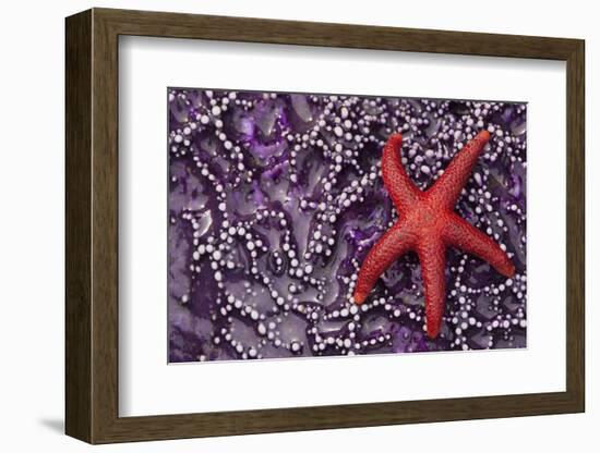 Blood Star hitching a ride on a Ochre Star-Ken Archer-Framed Photographic Print