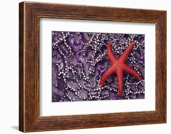 Blood Star hitching a ride on a Ochre Star-Ken Archer-Framed Photographic Print