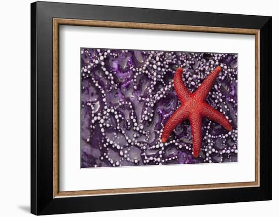 Blood Star hitching a ride on a Ochre Star-Ken Archer-Framed Photographic Print