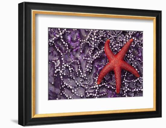 Blood Star hitching a ride on a Ochre Star-Ken Archer-Framed Photographic Print