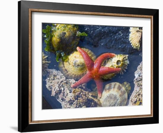 Blood Star, with Limpets and Barnacles Exposed at Low Tide, Tongue Point, Washington, USA-Georgette Douwma-Framed Photographic Print