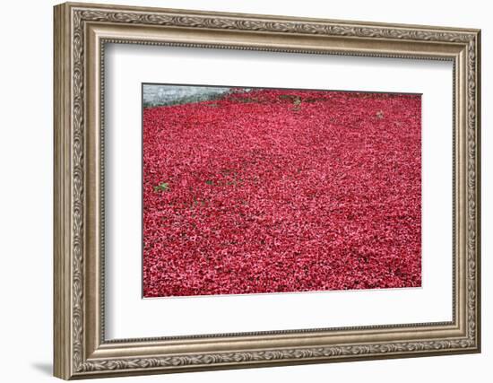 'Blood Swept Lands and Seas of Red', Tower of London, 2014-Sheldon Marshall-Framed Photographic Print