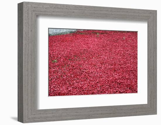 'Blood Swept Lands and Seas of Red', Tower of London, 2014-Sheldon Marshall-Framed Photographic Print