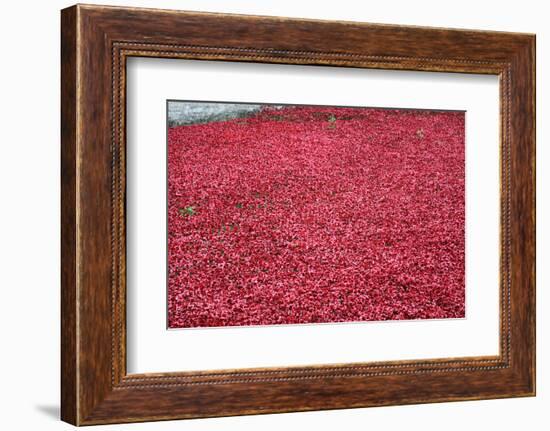 'Blood Swept Lands and Seas of Red', Tower of London, 2014-Sheldon Marshall-Framed Photographic Print