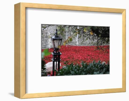 'Blood Swept Lands and Seas of Red', Tower of London, 2014-Sheldon Marshall-Framed Photographic Print