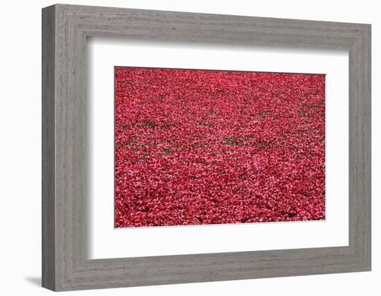 'Blood Swept Lands and Seas of Red', Tower of London, 2014-Sheldon Marshall-Framed Photographic Print