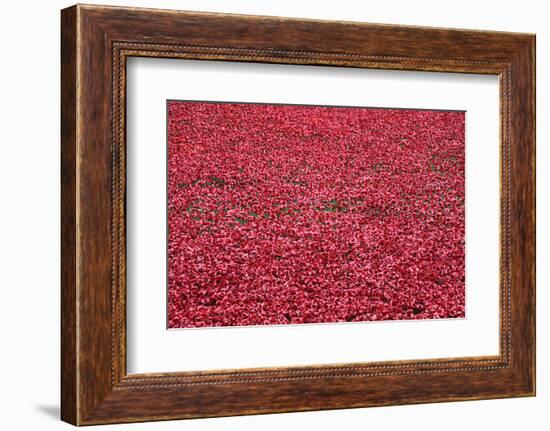 'Blood Swept Lands and Seas of Red', Tower of London, 2014-Sheldon Marshall-Framed Photographic Print