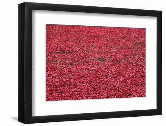 'Blood Swept Lands and Seas of Red', Tower of London, 2014-Sheldon Marshall-Framed Photographic Print