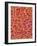 Blood Vessel Cast from Rat Colon-Micro Discovery-Framed Photographic Print