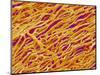 Blood Vessel Cast in Heart of a Rat-Micro Discovery-Mounted Photographic Print