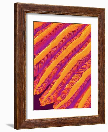 Blood Vessel Cast of Freshwater Snail-Micro Discovery-Framed Photographic Print