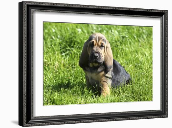 Bloodhound 02-Bob Langrish-Framed Photographic Print