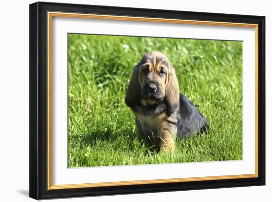 Bloodhound 02-Bob Langrish-Framed Photographic Print