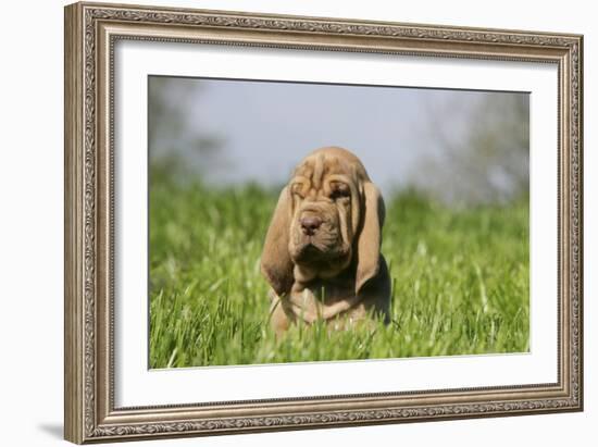 Bloodhound 13-Bob Langrish-Framed Photographic Print