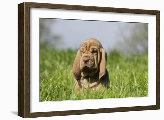 Bloodhound 13-Bob Langrish-Framed Photographic Print