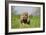 Bloodhound 13-Bob Langrish-Framed Photographic Print