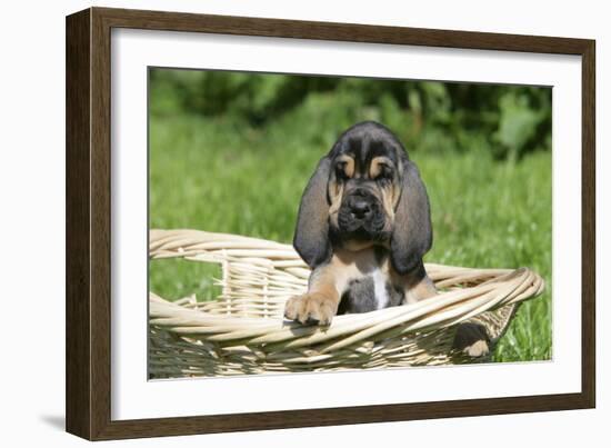 Bloodhound 15-Bob Langrish-Framed Photographic Print