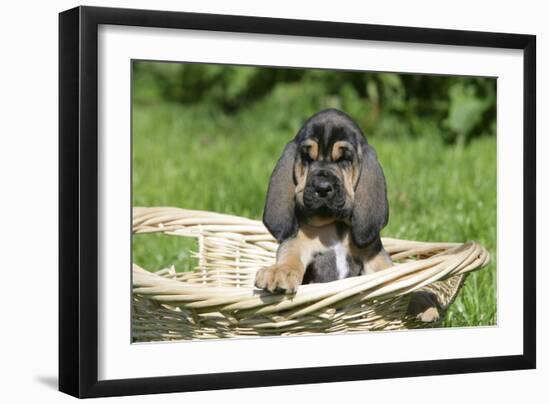 Bloodhound 15-Bob Langrish-Framed Photographic Print