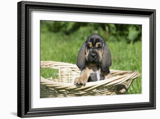 Bloodhound 15-Bob Langrish-Framed Photographic Print