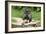 Bloodhound 15-Bob Langrish-Framed Photographic Print