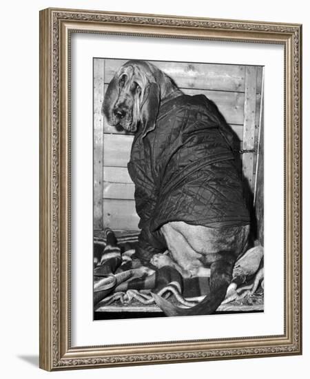 Bloodhound 1969-Birmingham Post Mail Archive-Framed Photographic Print