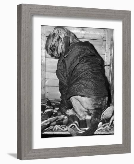 Bloodhound 1969-Birmingham Post Mail Archive-Framed Photographic Print