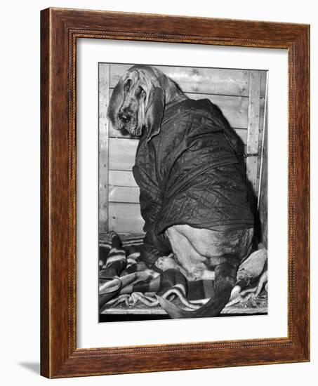 Bloodhound 1969-Birmingham Post Mail Archive-Framed Photographic Print