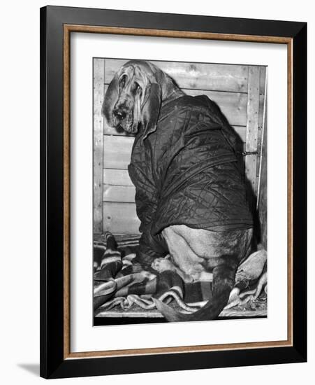 Bloodhound 1969-Birmingham Post Mail Archive-Framed Photographic Print