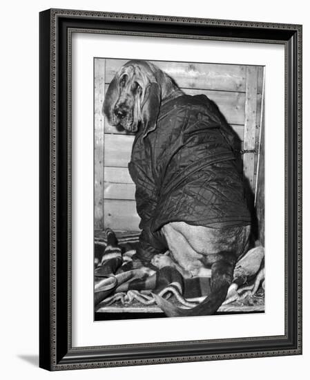 Bloodhound 1969-Birmingham Post Mail Archive-Framed Photographic Print