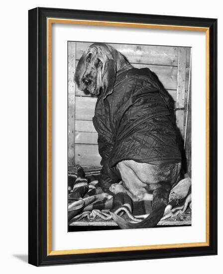 Bloodhound 1969-Birmingham Post Mail Archive-Framed Photographic Print