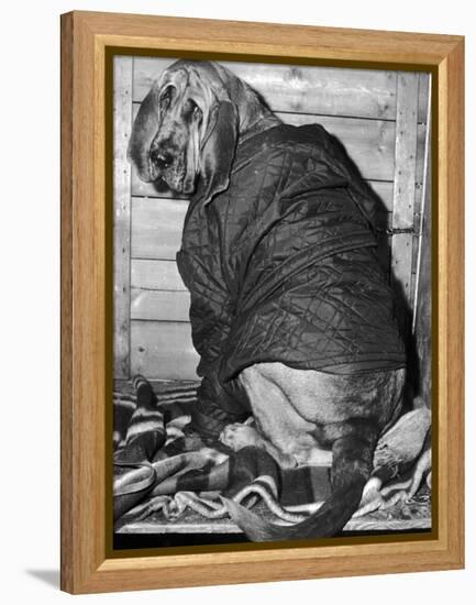 Bloodhound 1969-Birmingham Post Mail Archive-Framed Premier Image Canvas