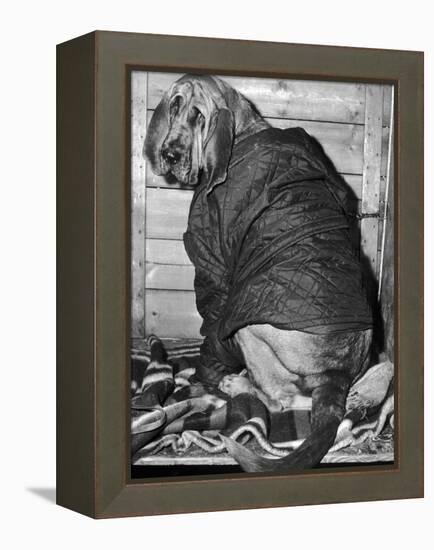 Bloodhound 1969-Birmingham Post Mail Archive-Framed Premier Image Canvas