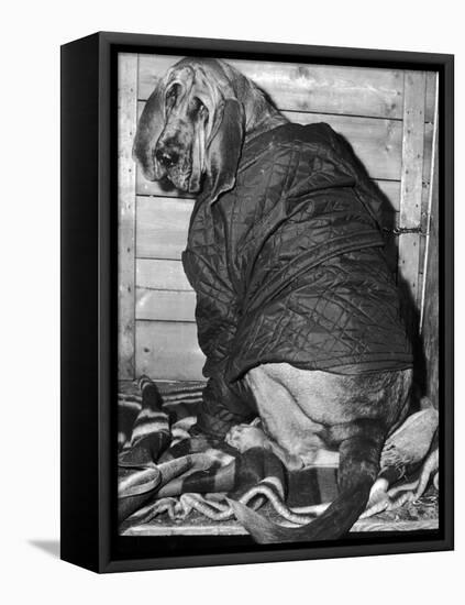 Bloodhound 1969-Birmingham Post Mail Archive-Framed Premier Image Canvas