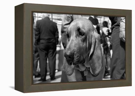 Bloodhound in NYPD K9 Unit-null-Framed Stretched Canvas