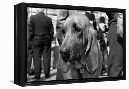 Bloodhound in NYPD K9 Unit-null-Framed Stretched Canvas